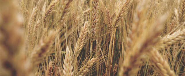 Nasiona chwastów w zbożu stanowią poważny problem wielu upraw.